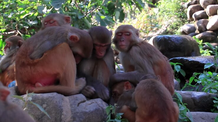 Bellissimo gruppo di scimmie indiane, Macachi Rhesus, che dormono all'aperto