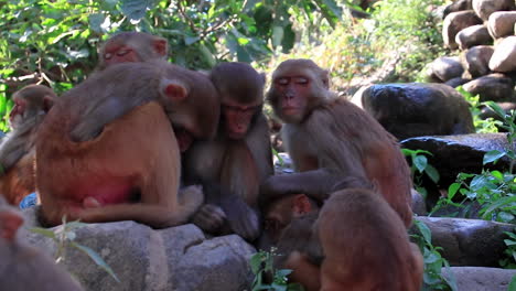 beautiful group of indian monkeys, rhesus macaques, sleeping outdoors