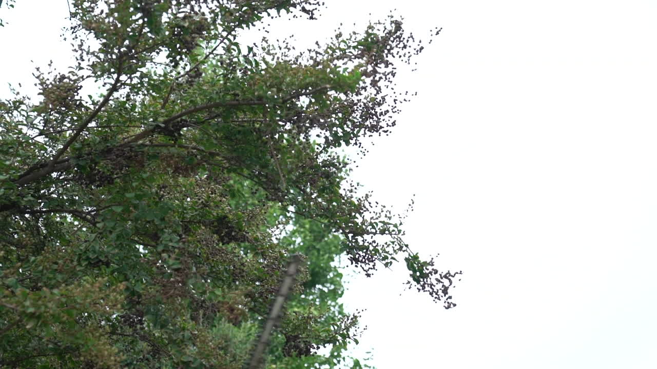 울타리 전정기로 나무를 가지치기하는 정원사