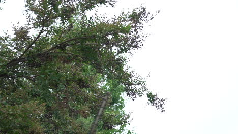 Un-Jardinero-Podando-Un-árbol-Con-Un-Cortasetos