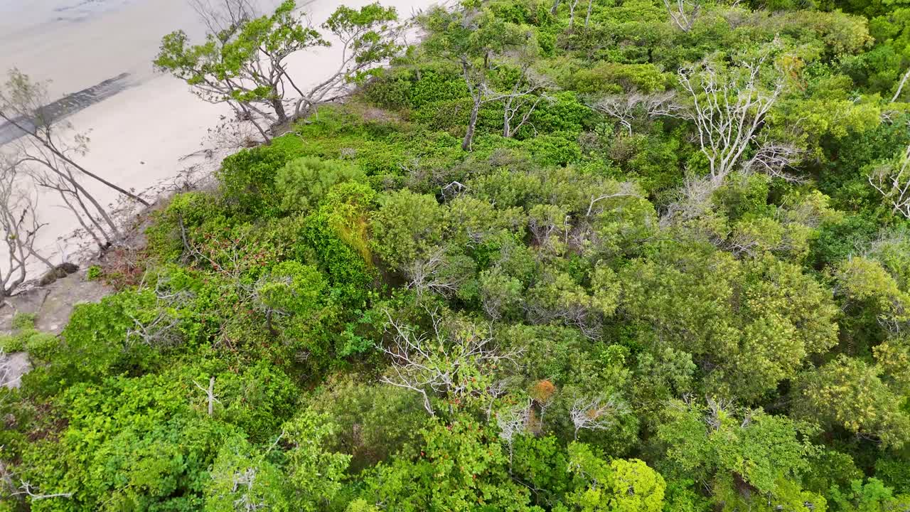 Drone footage captures dense mangrove forest along the shoreline in Port Douglas, showcasing vibrant greenery and natural beauty