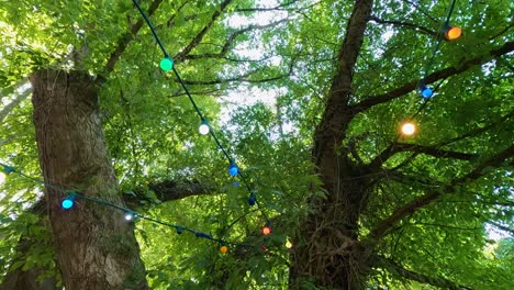 string lights adorn trees in a lush setting