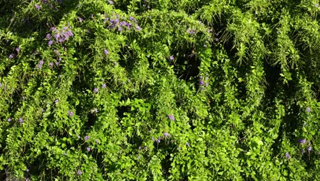 lapso de tiempo de las flores que florecen en un jardín