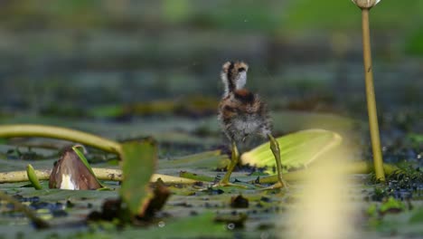 beautiful chicks of jacana feeding in water lily pond in morning