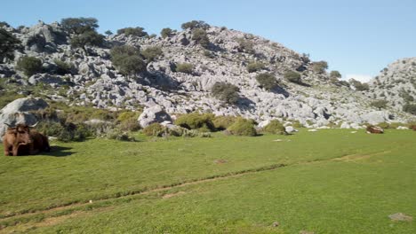 vaca retinto descansando en la pradera, panorámica hacia la derecha del rebaño en la distancia de las montañas de cádiz