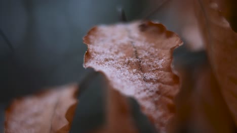 closeup shot of snow on the leaf of the tree trunk during the winter season