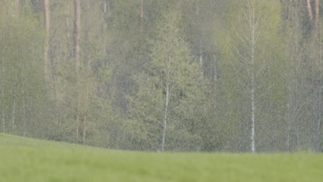 snow falling over green spring crop fields