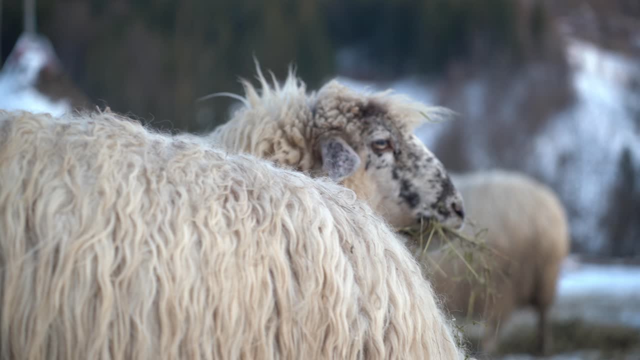 hearty sheep survive harsh winters with a furry coat of hair that provide insulation for the winter