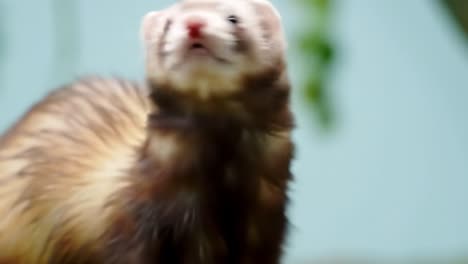 a playful ferret on the move: observing the adorable behavior and curiosity of a cute ferret in a domestic environment
