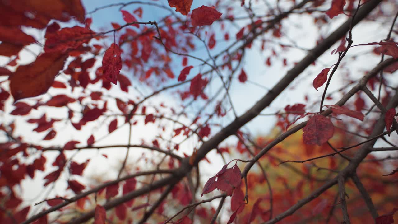 매화 나무의 다채로운 보라색 - 붉은 잎을 통해 앞으로 날아