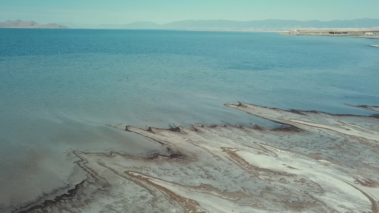 птицы на большом соленом озере юта