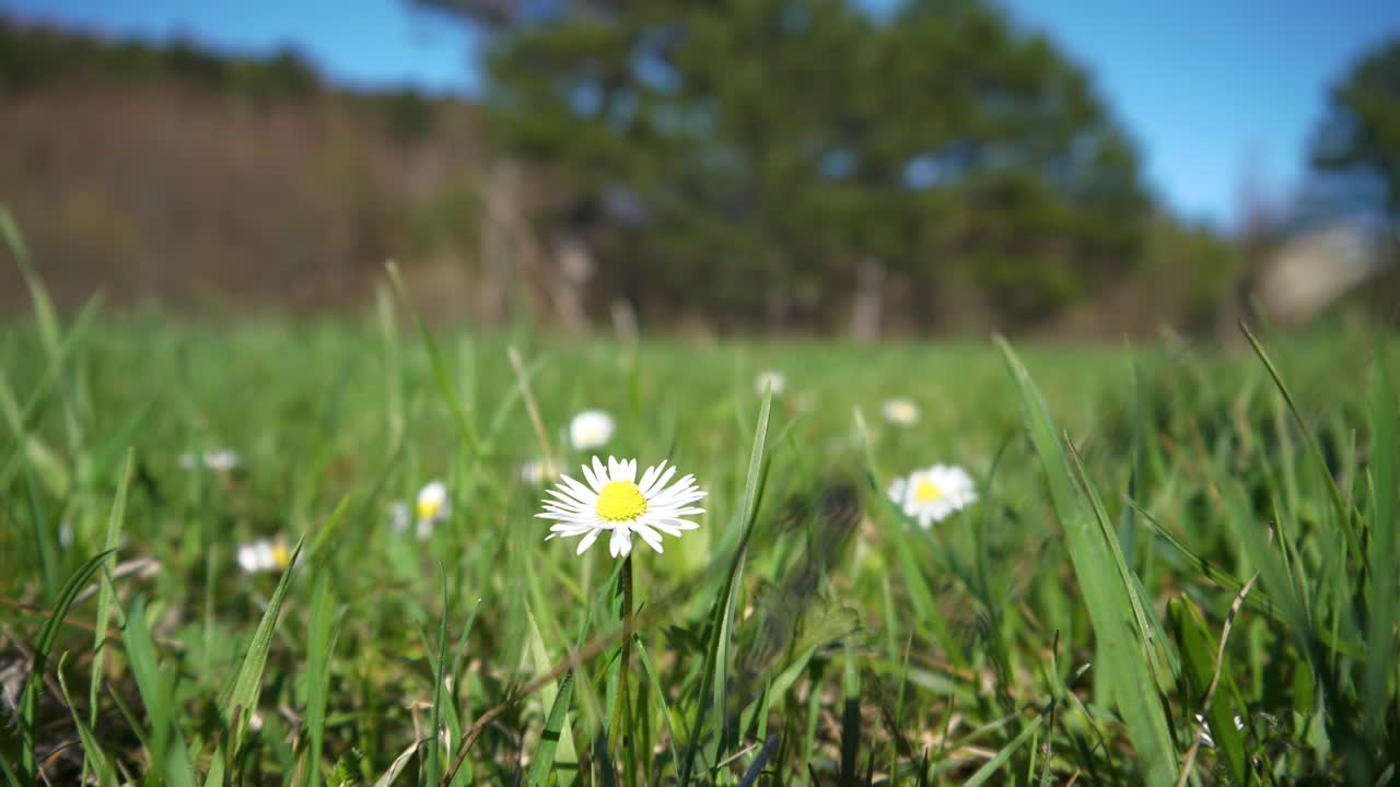 una margarita en un prado verde