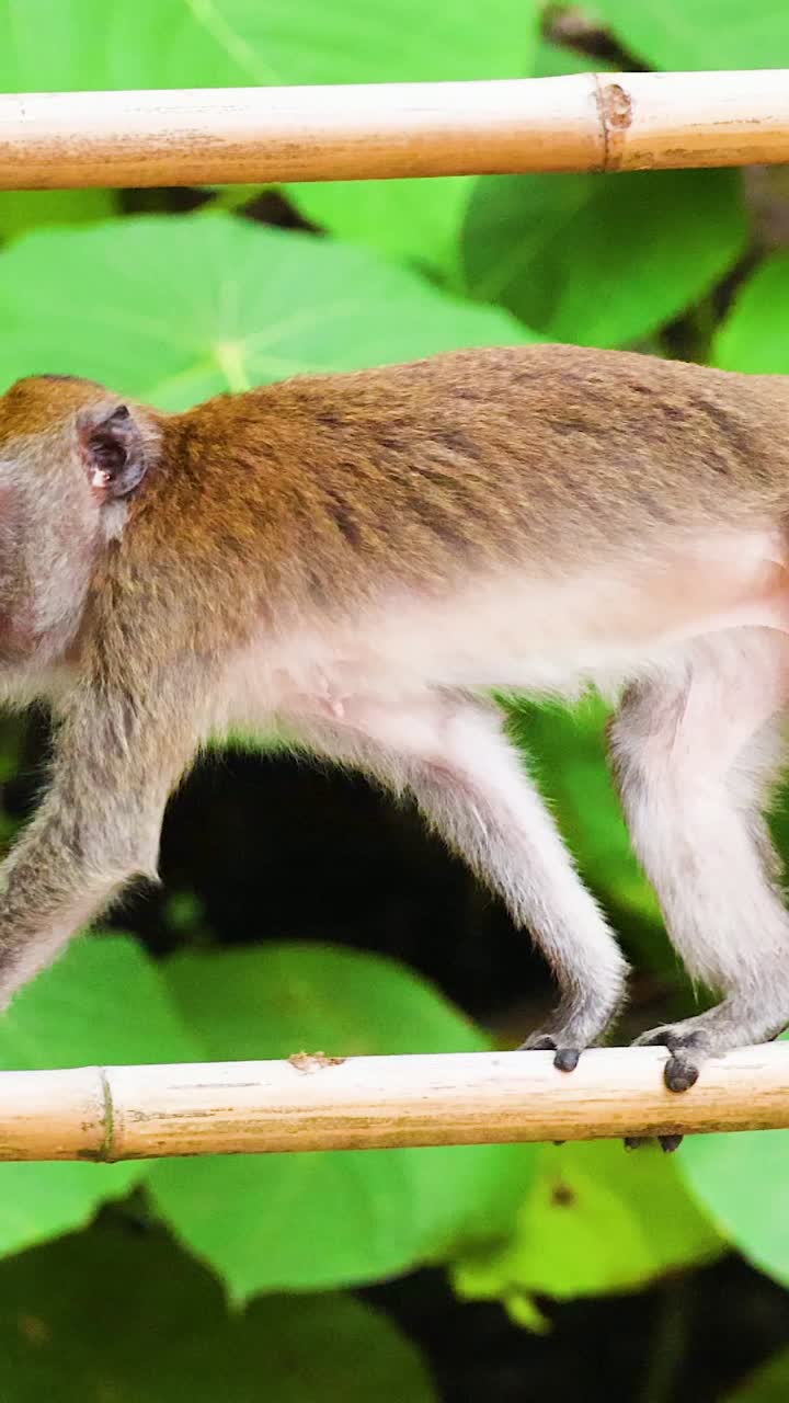 un mono atravesando una estructura de bambú en una vegetación exuberante