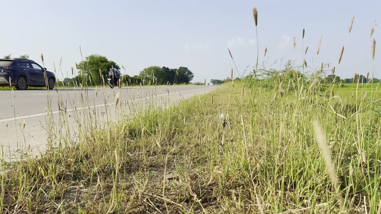 Low-angle view of tall wild grass growing along a rural roadside, with a car and motorbike in the background under a clear sky