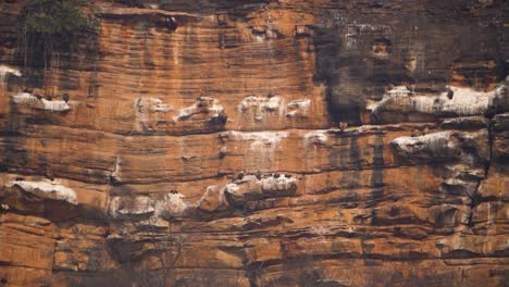 colonies and nests of indian and himalayan griffon vultures or gyps indicus and himalayensis species on ridges of a rocky hill in gwalior region of madhya pradesh in central india