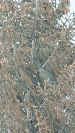 heavy snow storm in a pine forest