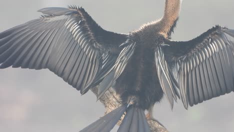 연못 지역에서 anhinga 아버지 쇼