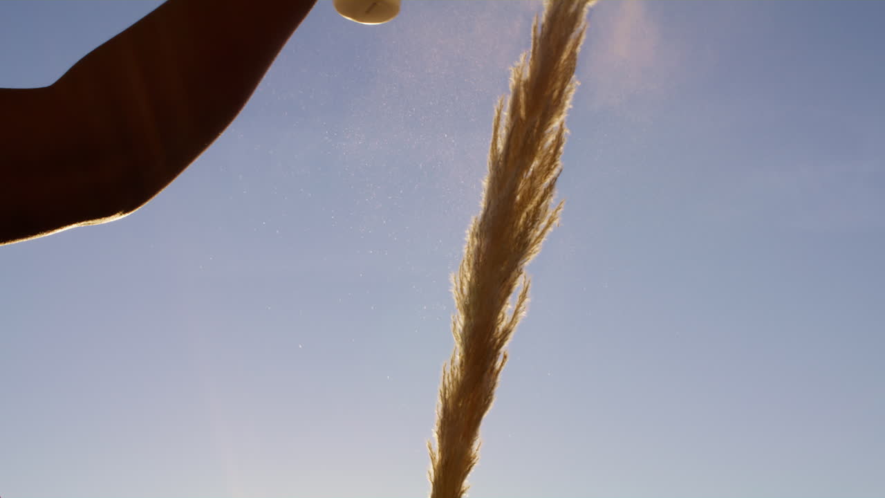 팜파스 풀 줄기를 오염 제거하는 개인의 휴대용 영상