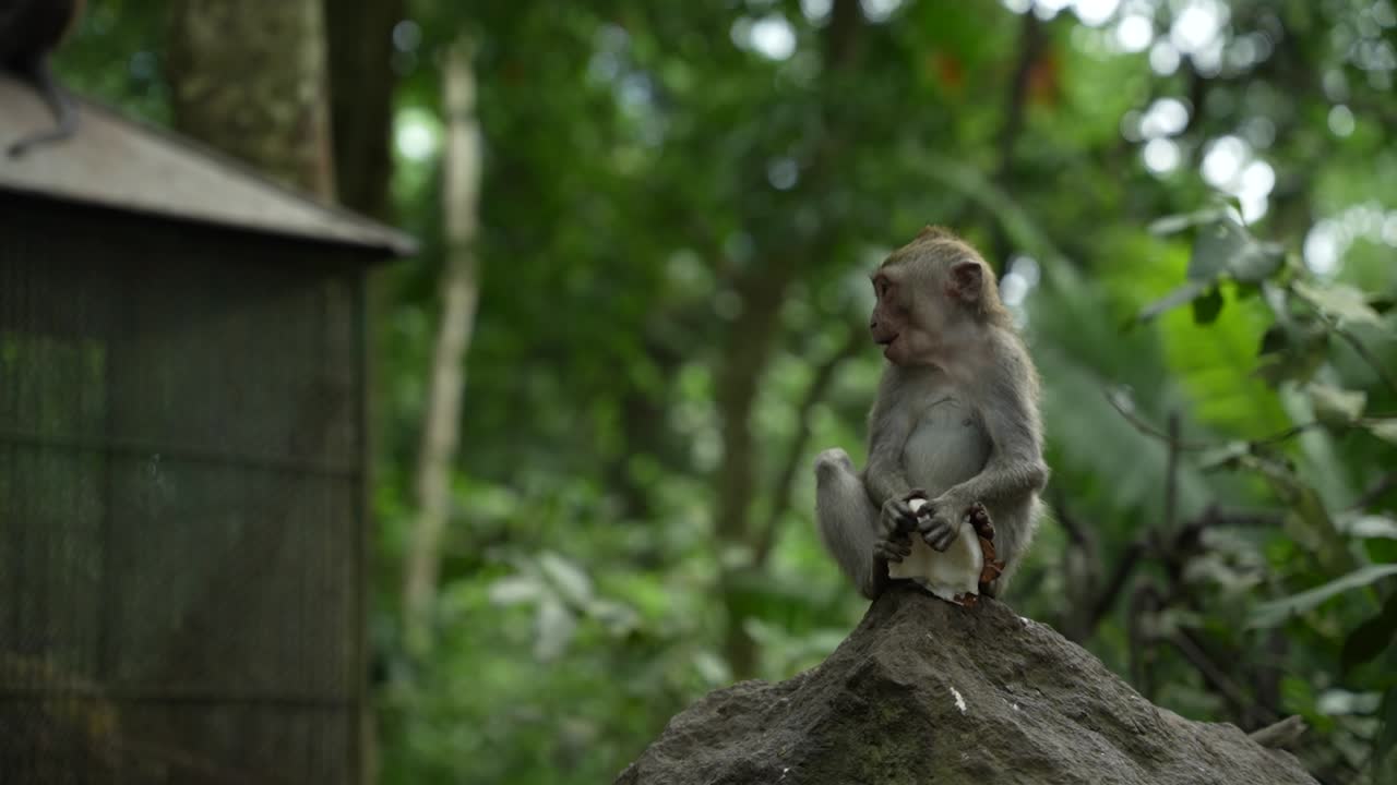 bebé mono macaco de cola larga sentado en una piedra y comiendo coco flash luego volviéndose cuando ve la cámara en el bosque de bali indonesia