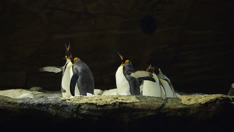king penguins making sound and flapping their wings in zoological park