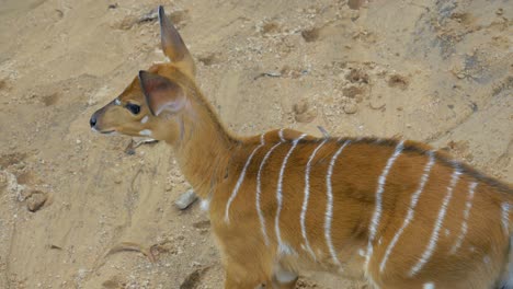 detail of a baby deer with stripes in a sandy location