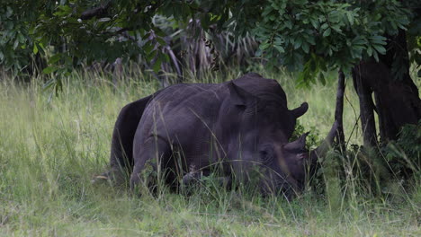 Gran-Rinoceronte-Blanco-Tendido-Bajo-Un-árbol-A-La-Sombra,-África