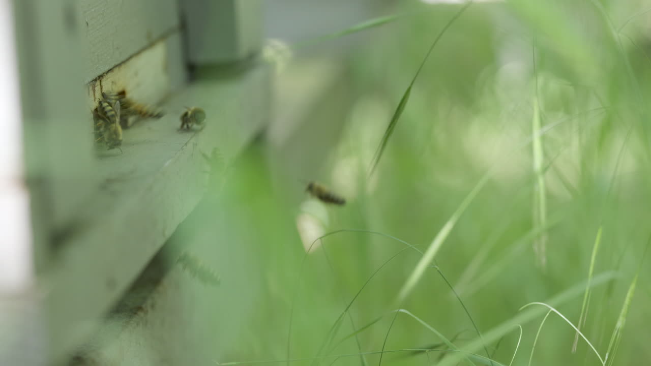 Honey bees at hive entrance hidden in grass