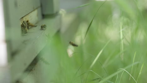 honey bees at hive entrance hidden in grass