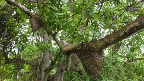 Exuberante-Paisaje-De-Santa-Marta-Con-Múltiples-Nidos-De-Abejas-Entre-Una-Vegetación-Vibrante