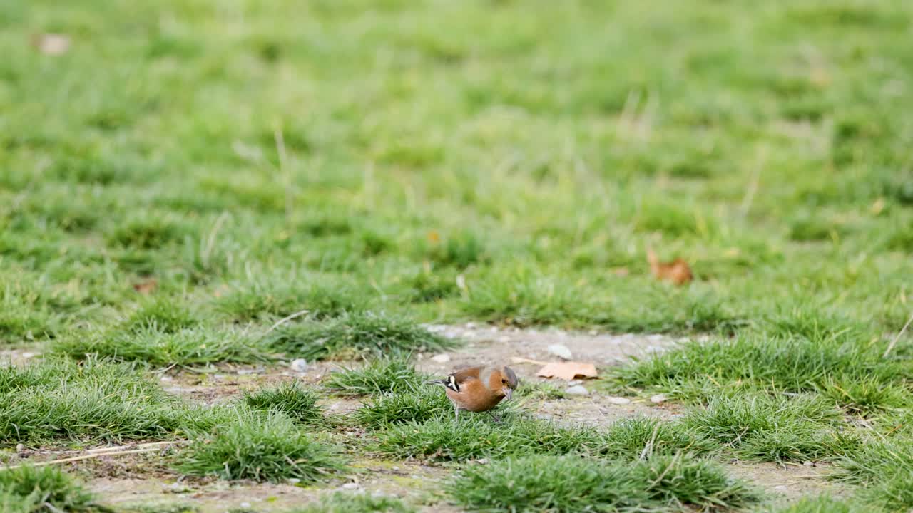 A chaffinch searches for food on grassy terrain at Lake Tekapo, captured in natural lighting with a steady camera
