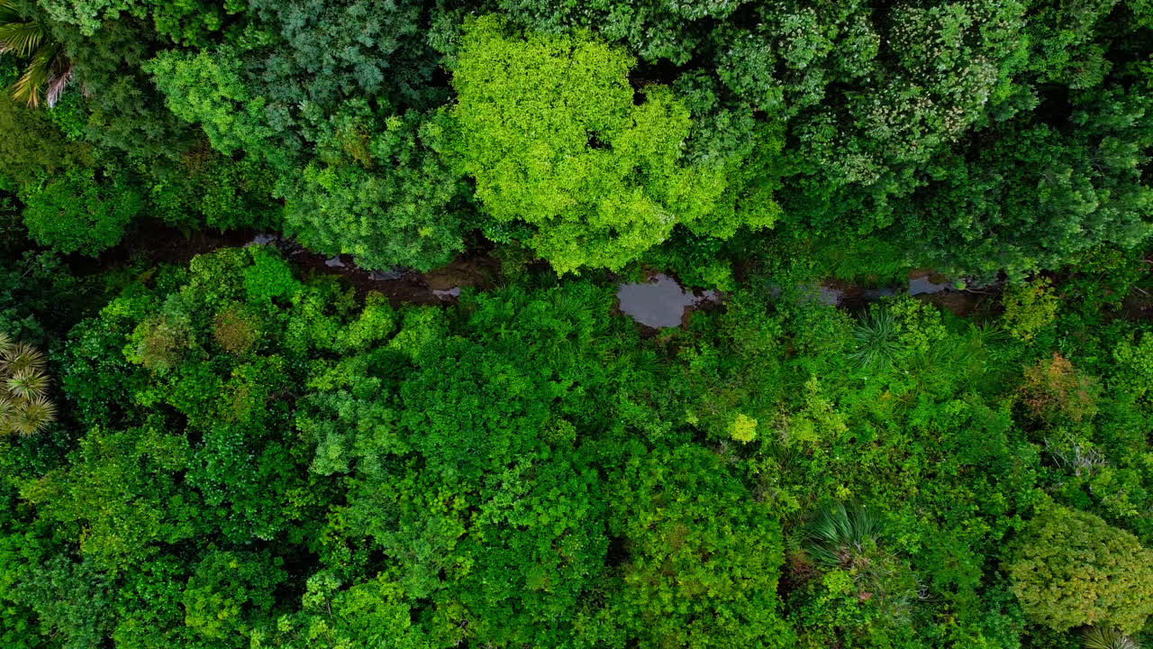 Bird's eye view following a stream in the forest, Okitu, Gisborne, New Zealand