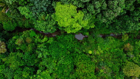 Bird's-eye-view-following-a-stream-in-the-forest,-Okitu,-Gisborne,-New-Zealand