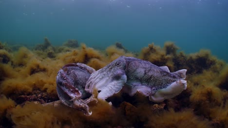 澳大利亞巨型海<unk> (sepia apama) 遷徙 whyalla 南澳大利亞 4k 慢動作,交配,產卵,鬥爭,聚合,水下