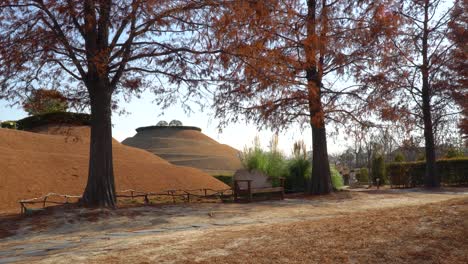 suncheonman bay national garden - beautiful autumn landscape with dawn redwood sequoias and an empty bench near the walkway trail