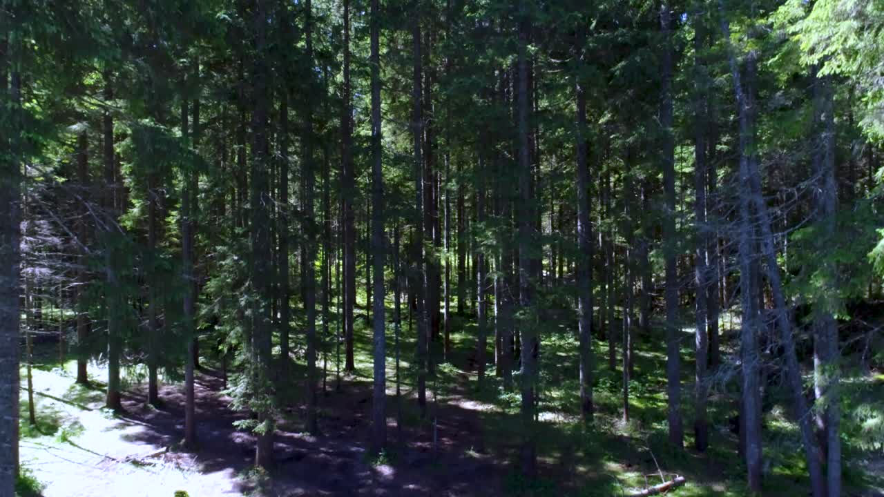 이탈리아 알프스 산맥 의 상록색 소나무 들 을 따라 숲 을 바라보며 위 로 날아간다