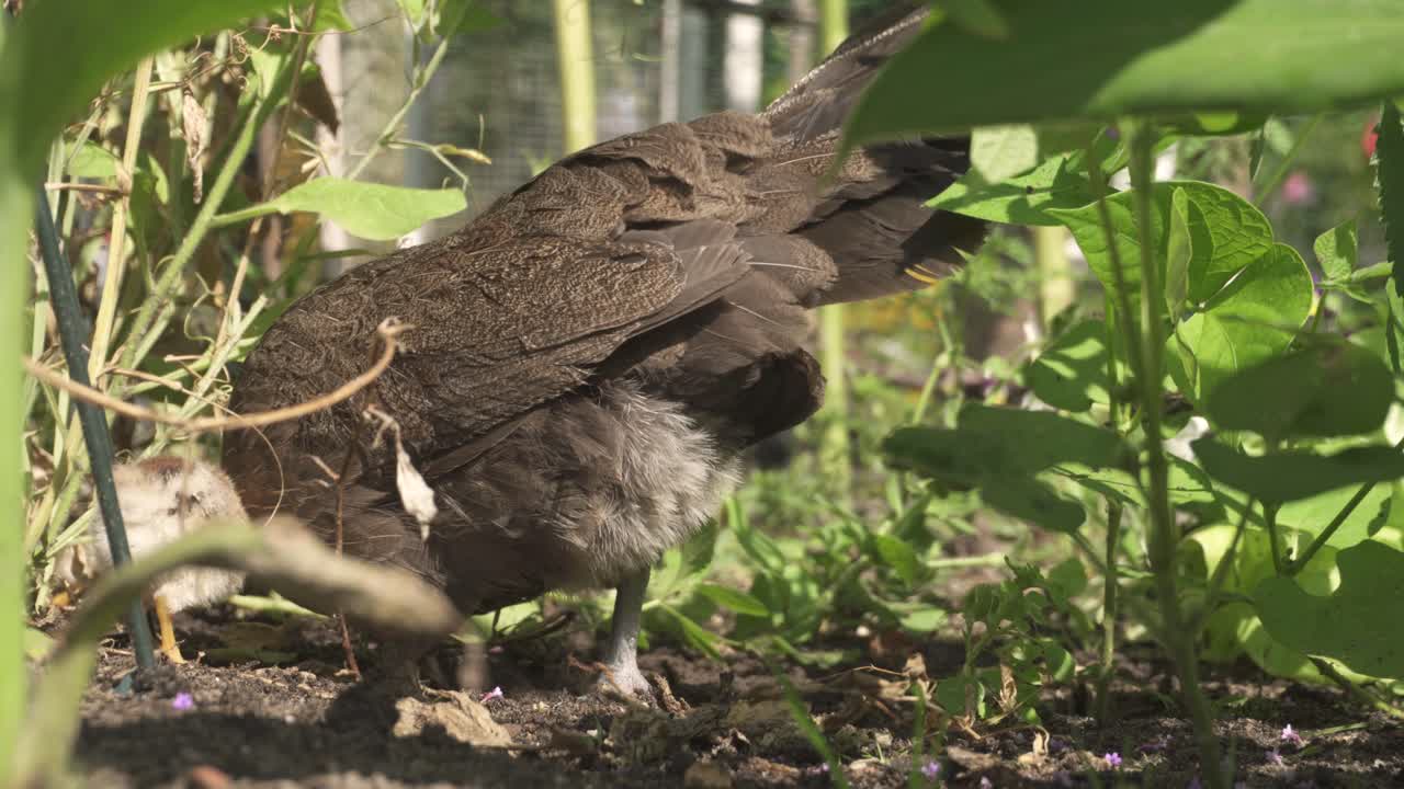 коричневая домашняя курица свободного выгула с цыплятами ест на садовом дворе