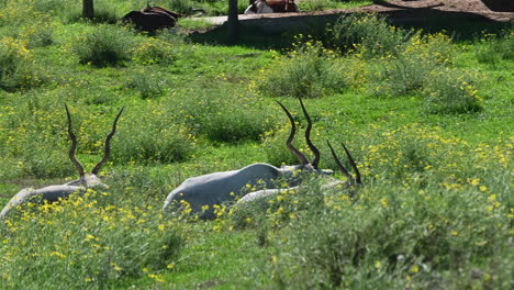 mammal-from-africa-on-a-grassy-field-in-a-zoological-park