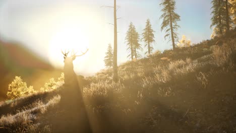 deer male in forest at sunset