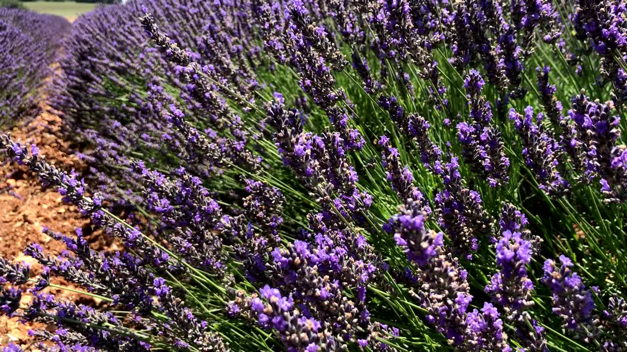 las flores de lavanda