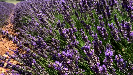 lavender flowers