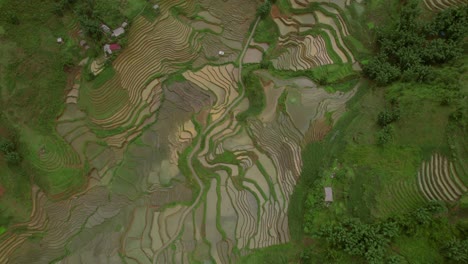 sapa green terraced rice fields rotating aerial, vietnam