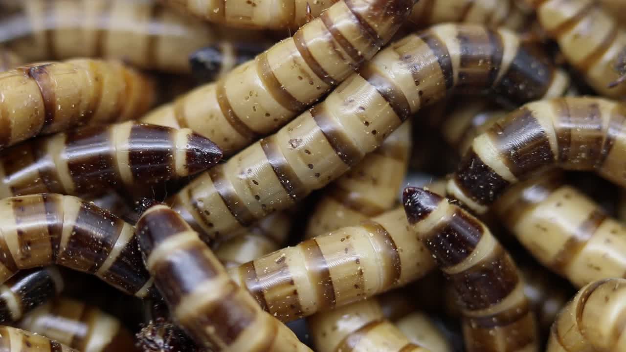 Closeup of Zophobas morio larva or Darkling Beetle Larva