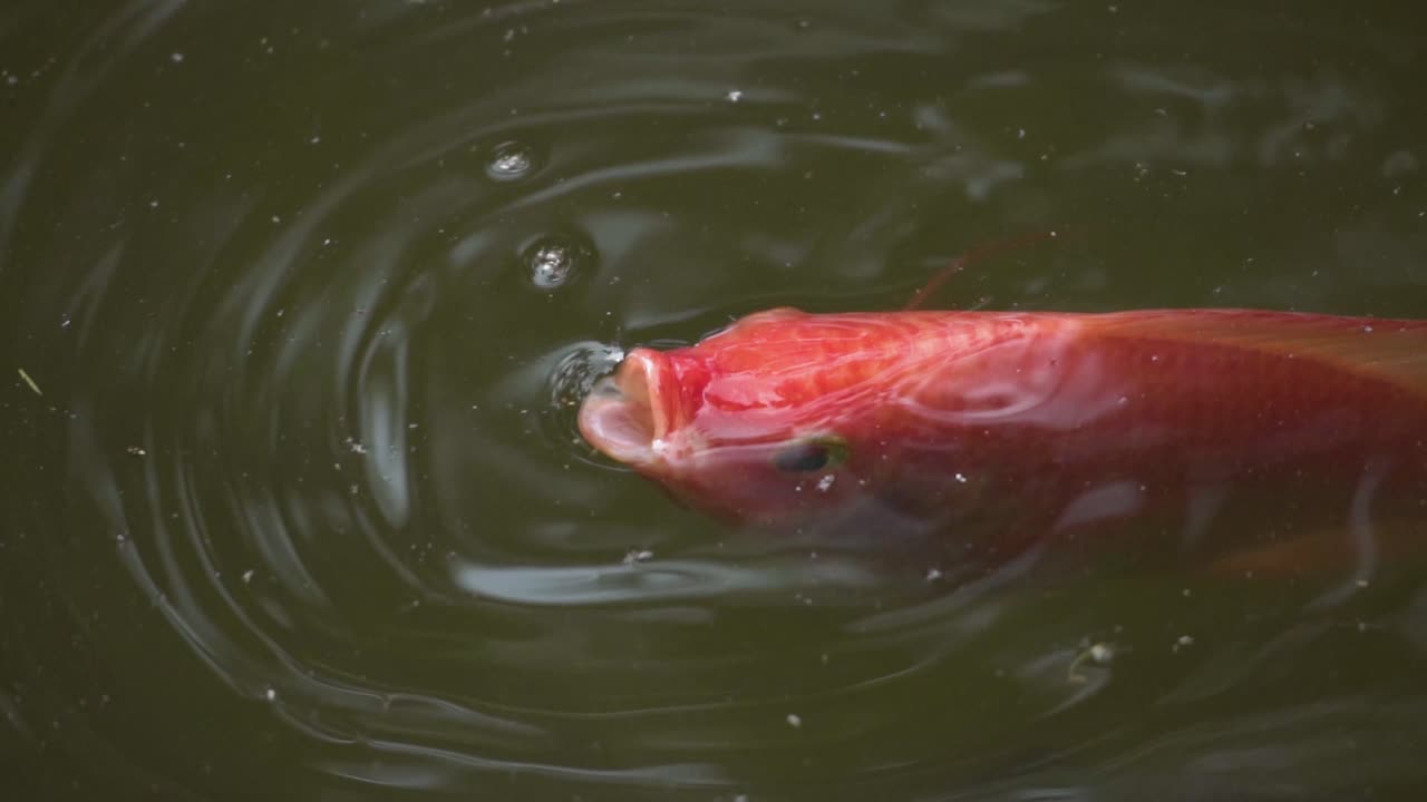 Red Koi Fish Swimming In Pond Water. close up