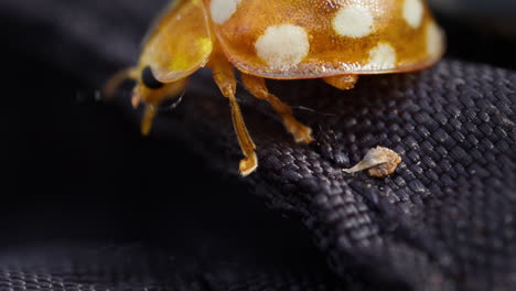 Striking-Orange-Ladybird-with-cream-spots-walk-on-black-fabric,-contrast-shot