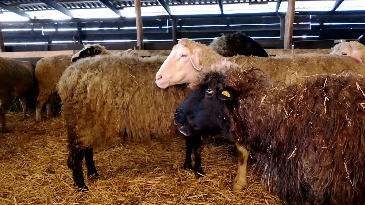 Ovce a jehňata na farmě.