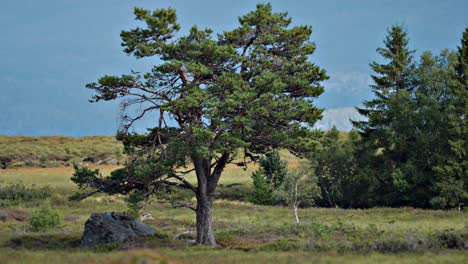 Cinematic-shot-of-a-tree-standing-in-Norwegian-tundra