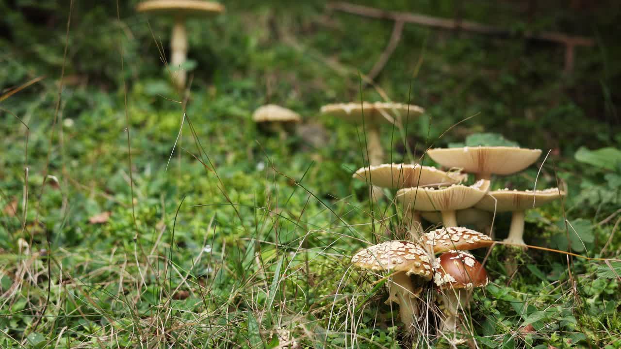 광야에 amanita muscaria 버섯입니다. 확대