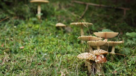 amanita muscaria mushrooms on wilderness. close up