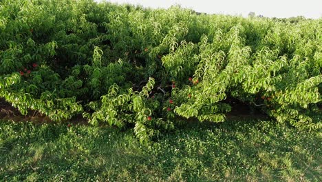 Storm-damaged-peach-tree-full-of-ripe-fruit-struck-by-wind,-rain,-thunderstorm