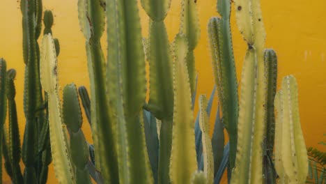 close-up of cacti and agave plants against a yellow wall
